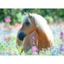 Puzzle Calut Pe Camp De Flori, 300 Piese Ravensburger - 1